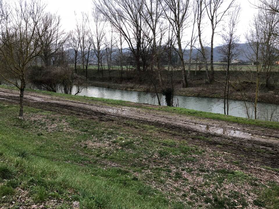 Taglio alberi lungo Sieve. Il Comune: Solchi e tracce eliminate appena possibile