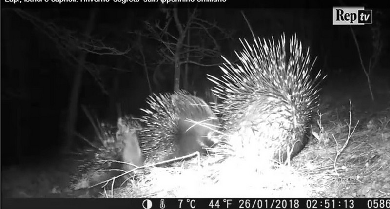 Istrici e caprioli (e non solo) nei video delle fototrappole. L'inverno segreto in Appennino