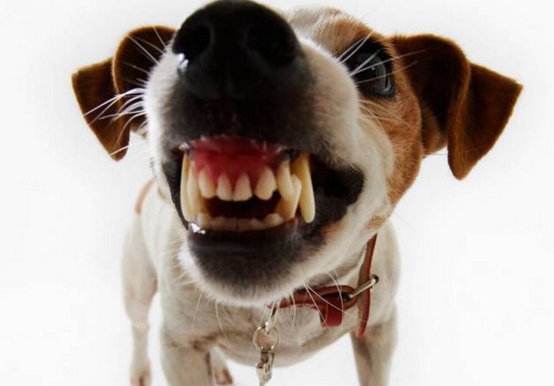 Grosso cane 'assalta' il pollaio e 'azzanna' il proprietario. Accade a Vicchio, padrona denunciata