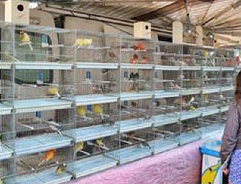 Fiera degli uccelli a Lutirano, e arrivano le proteste.... solito copione