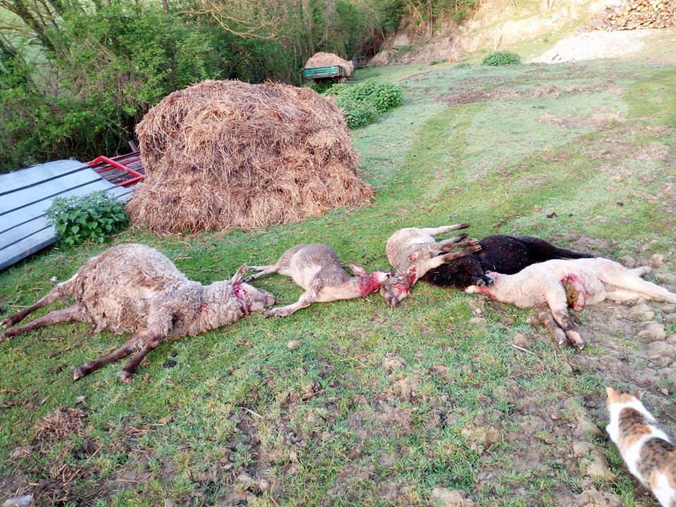 Alto Mugello. Sette pecore sbranate: lupi, grossi cani o ibridi?