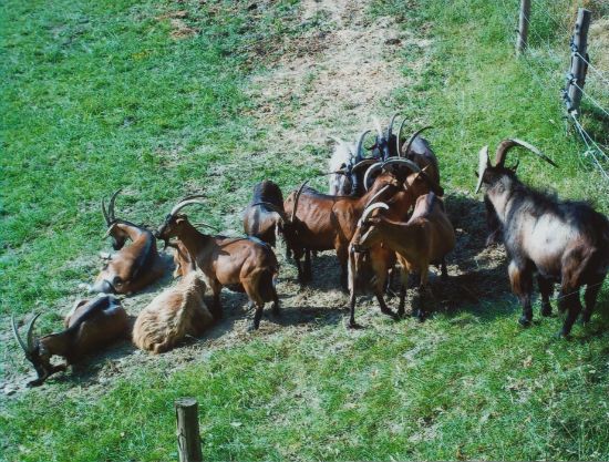Feste religiose a Santa Maria all'Eremo