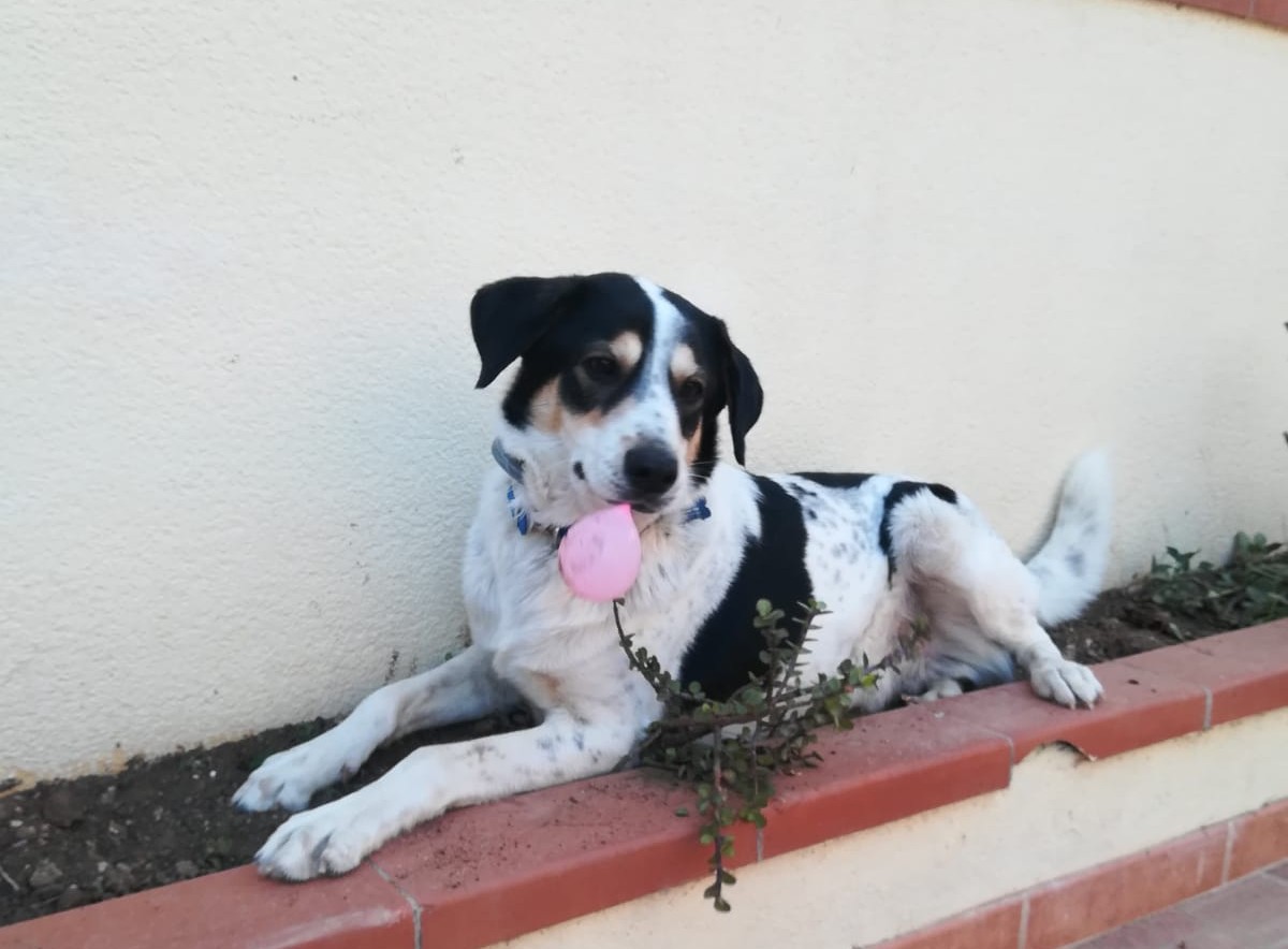 La storia di Lucky. Un altro cucciolo che cerca casa in Mugello