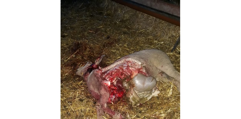 La stalla rimane aperta. Agnella uccisa dai lupi a Sant'Agata, a pochi passi da una casa