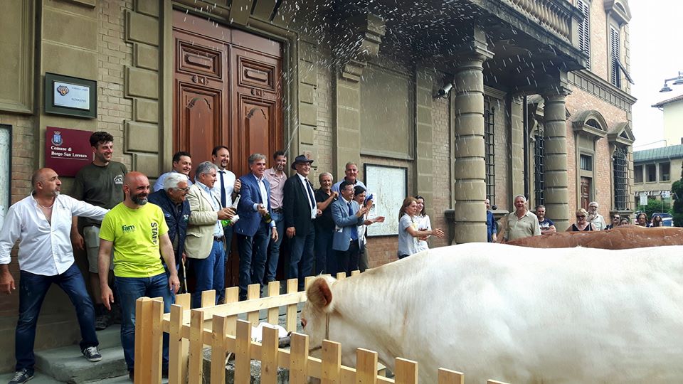 La sfilata dei campioni. Bovini in passerella nel centro di Borgo