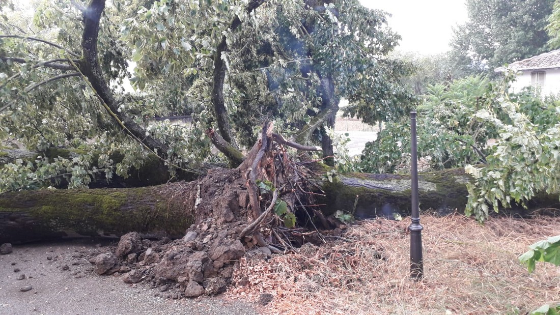alberi caduto villa martini