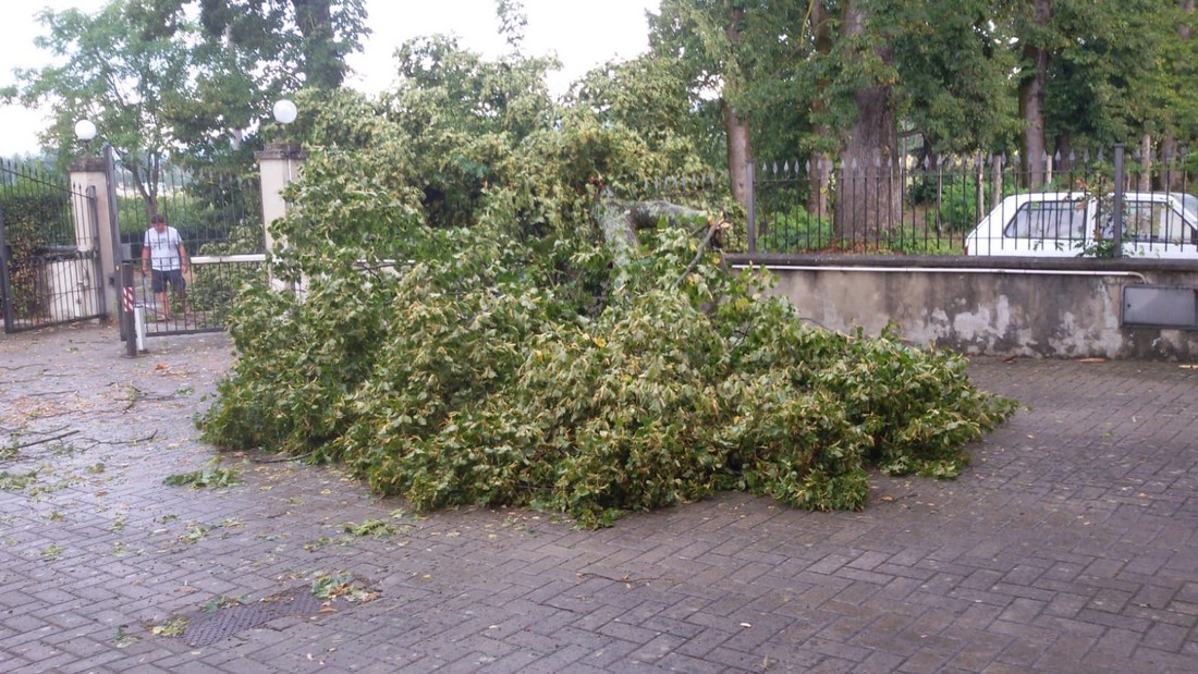 albero villa martini