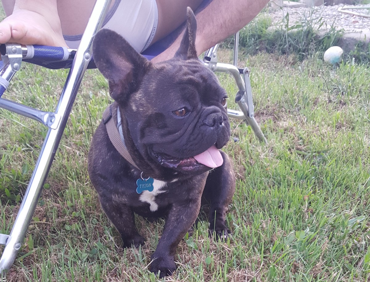 Ancora nessuna notizia di Tyson. La famiglia: 'Ricompensa a chi lo trova'