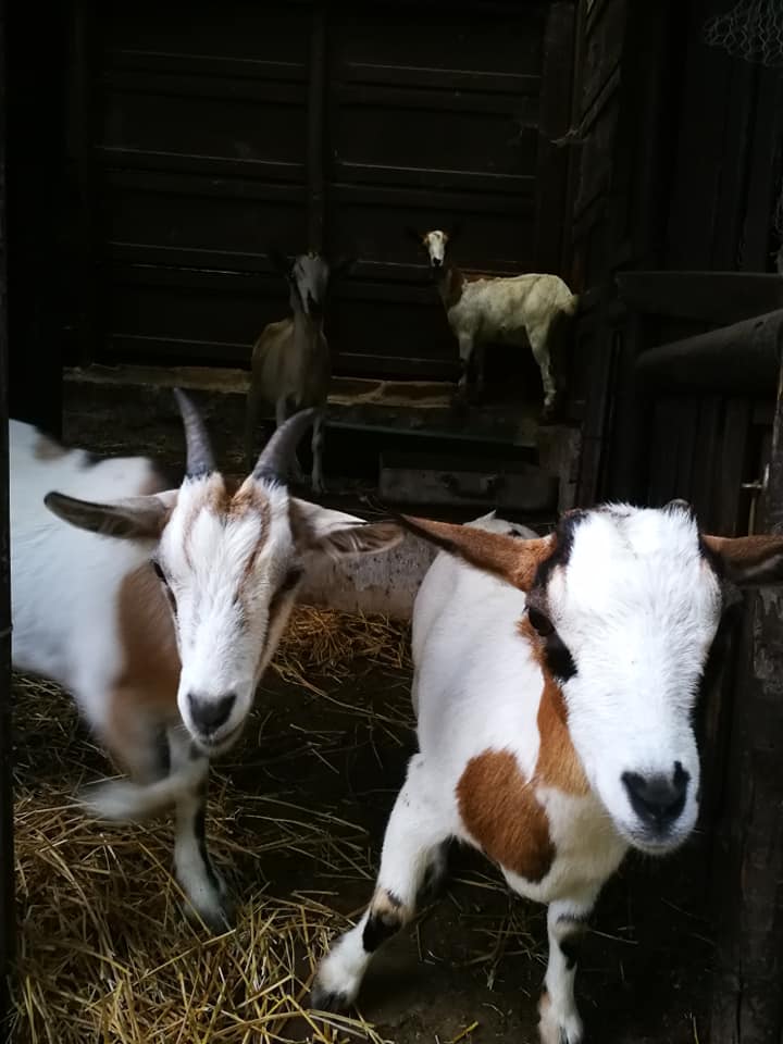 Persa una capretta a Poggiolo-Salaiole. Appello