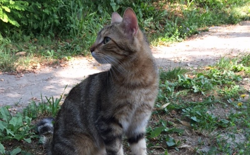 Si è smarrita Minou. Appello da Vicchio (Arsella)