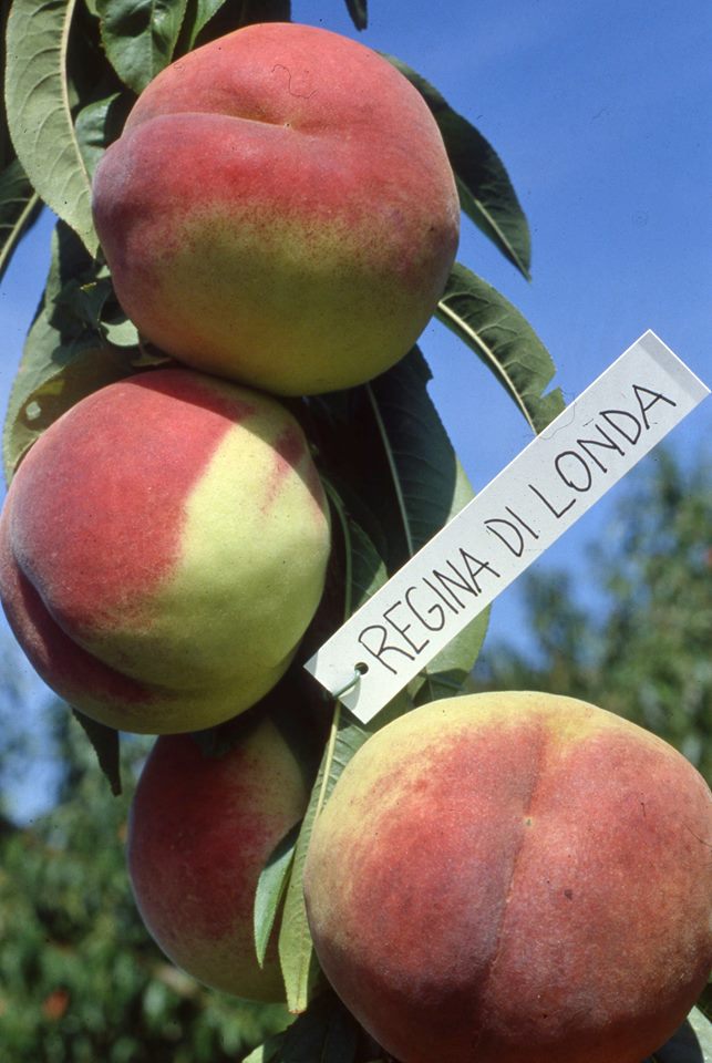 Londa. Torna la tradizionale festa della Pesca Regina, fra cibo e contest culinari