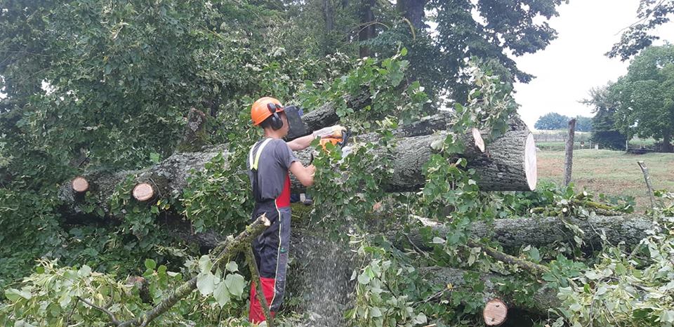 Alberi caduti a Villa Martini. La preziosa opera dei volontari Vab