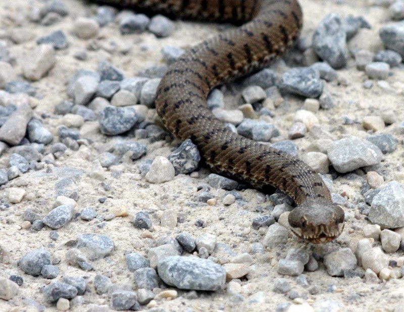 Morso da una vipera a Campomigliaio, percorreva la Via degli Dei