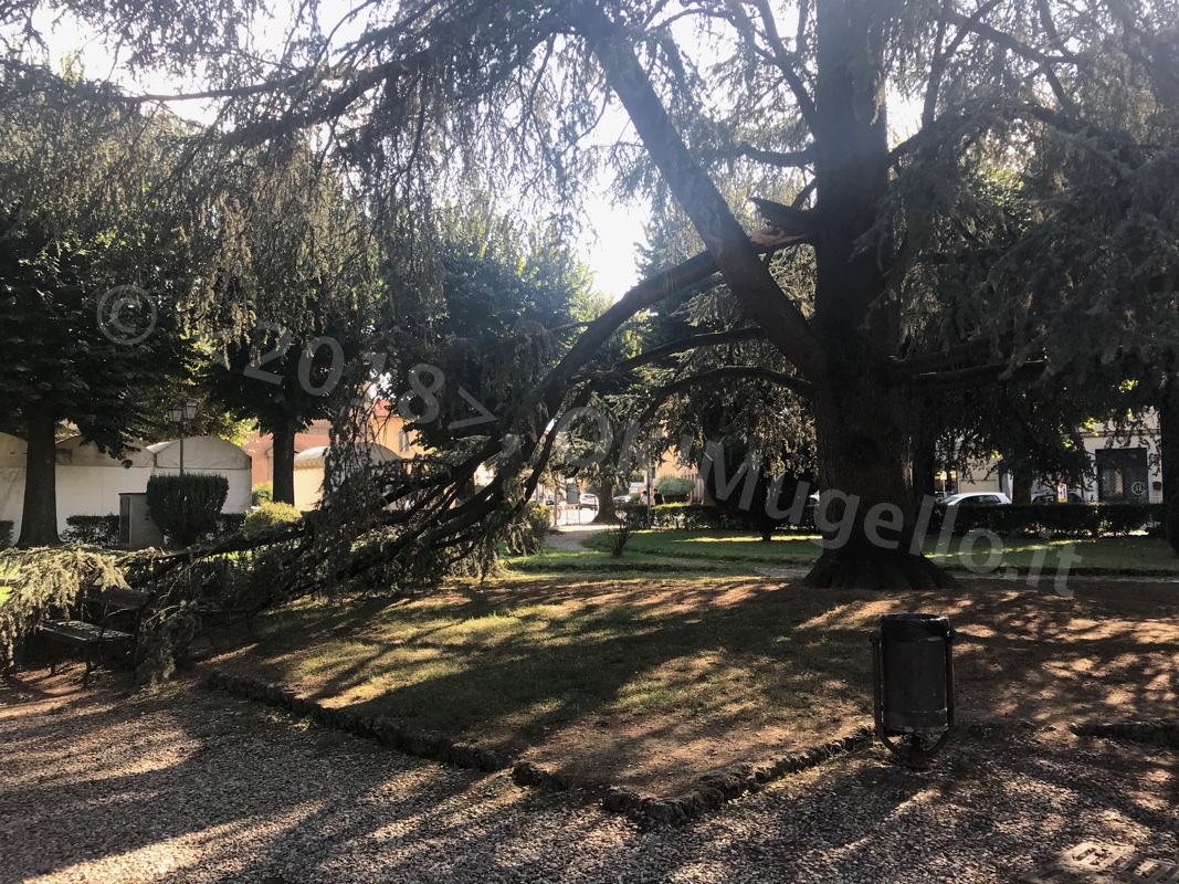Grosso ramo cade in Piazza Dante. Alcuni presenti: Ci ha sfiorato