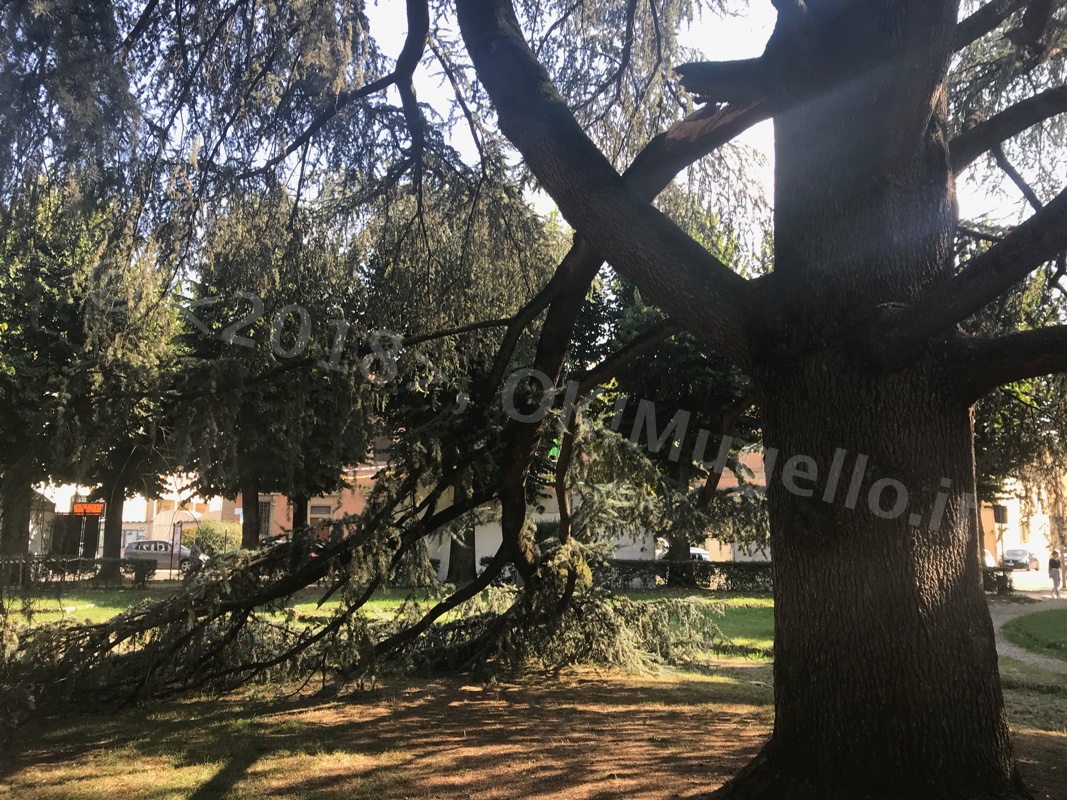 caduta-albero_03