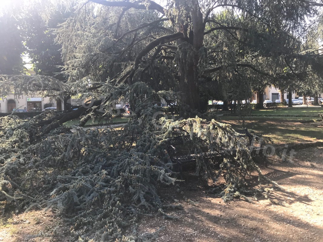 caduta-albero_06