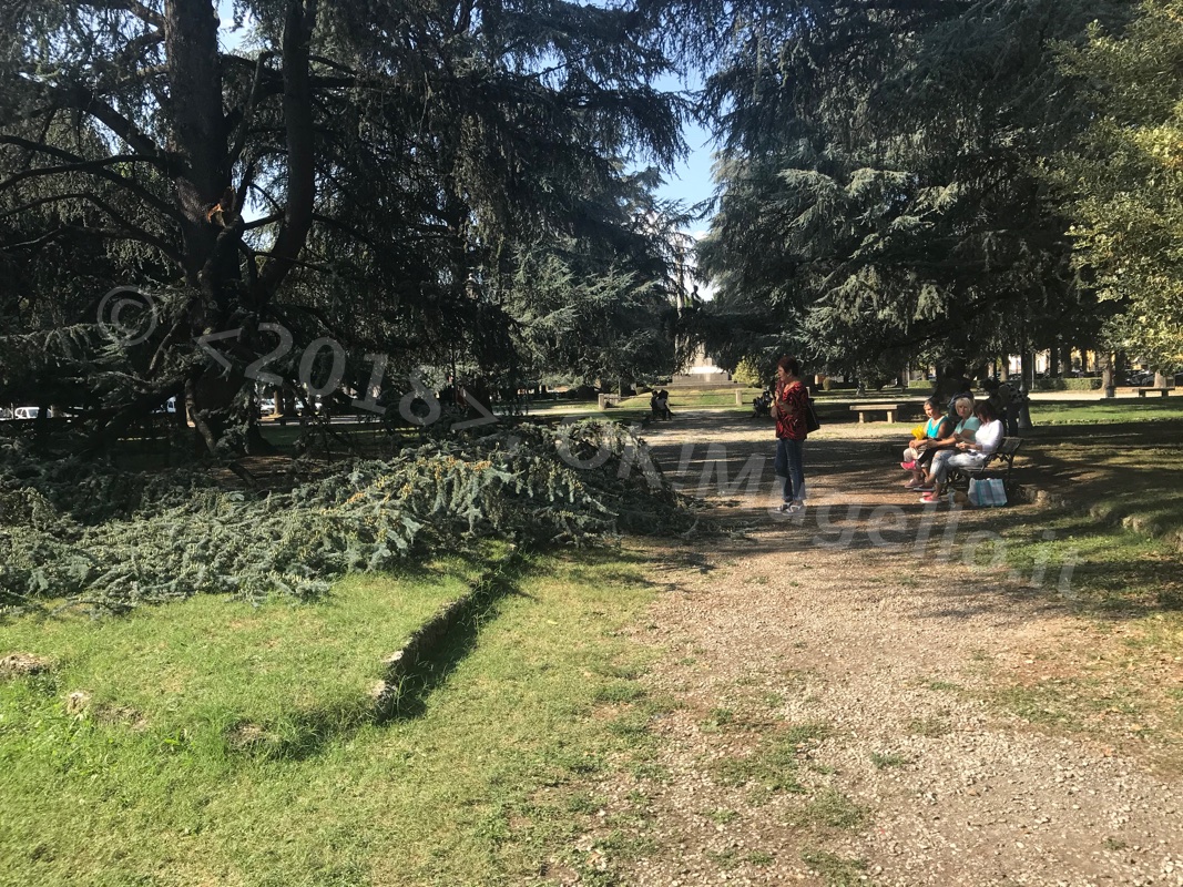 caduta-albero_10