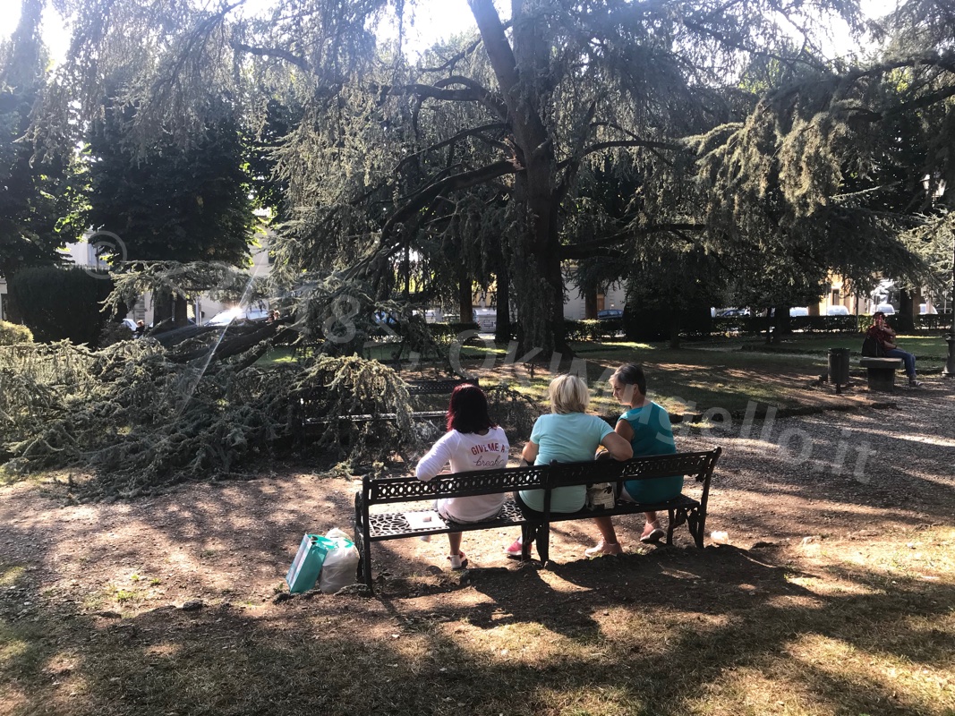 caduta-albero_11