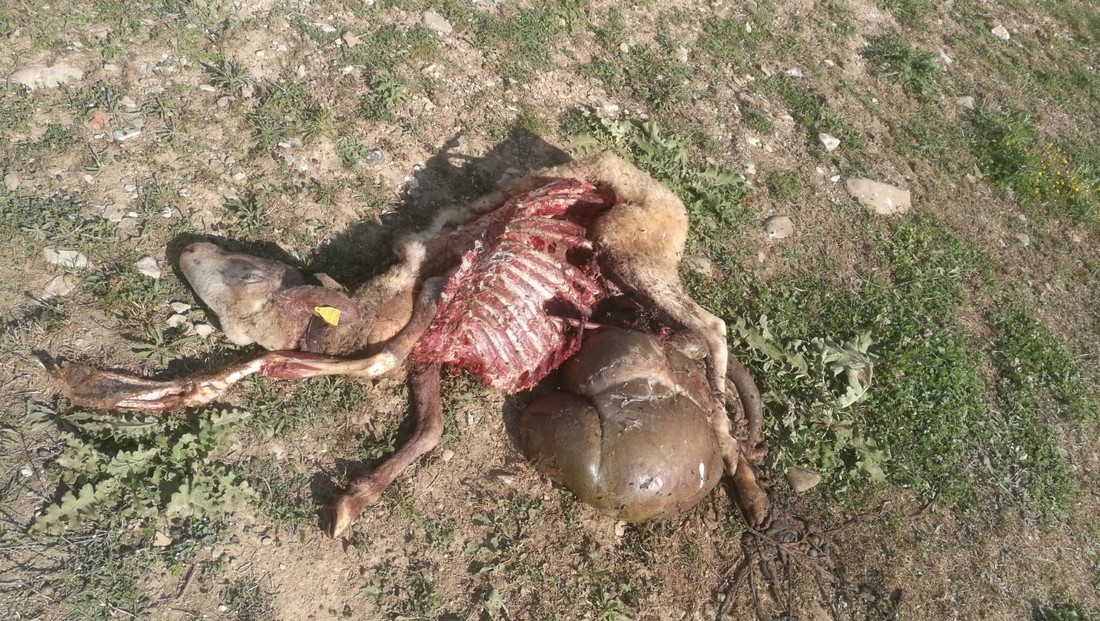 Lupi in Collina (Borgo)? Una pecora sbranata