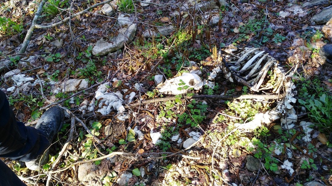 Marradi. Abbandona gregge di 165 pecore. Denunciato dai Forestali