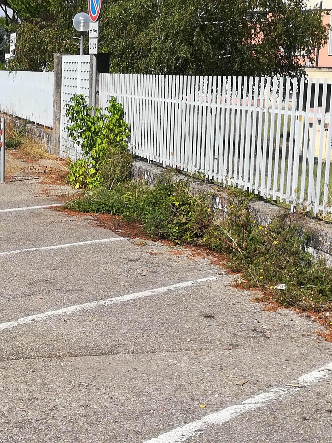 Ospedale. Vince la natura 'selvaggia'? Segnalazione