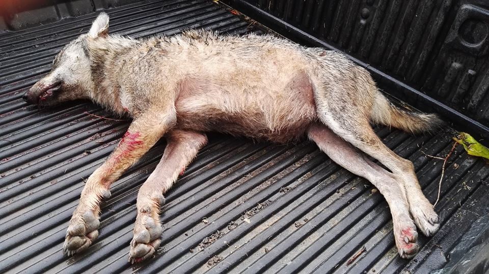 Borchi: Lupo investito sulla Bolognese. Foto