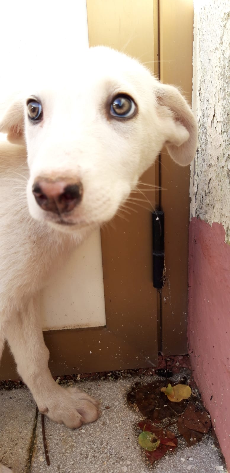 Bianca cerca un padrone. Appello per una canina di 3 mesi