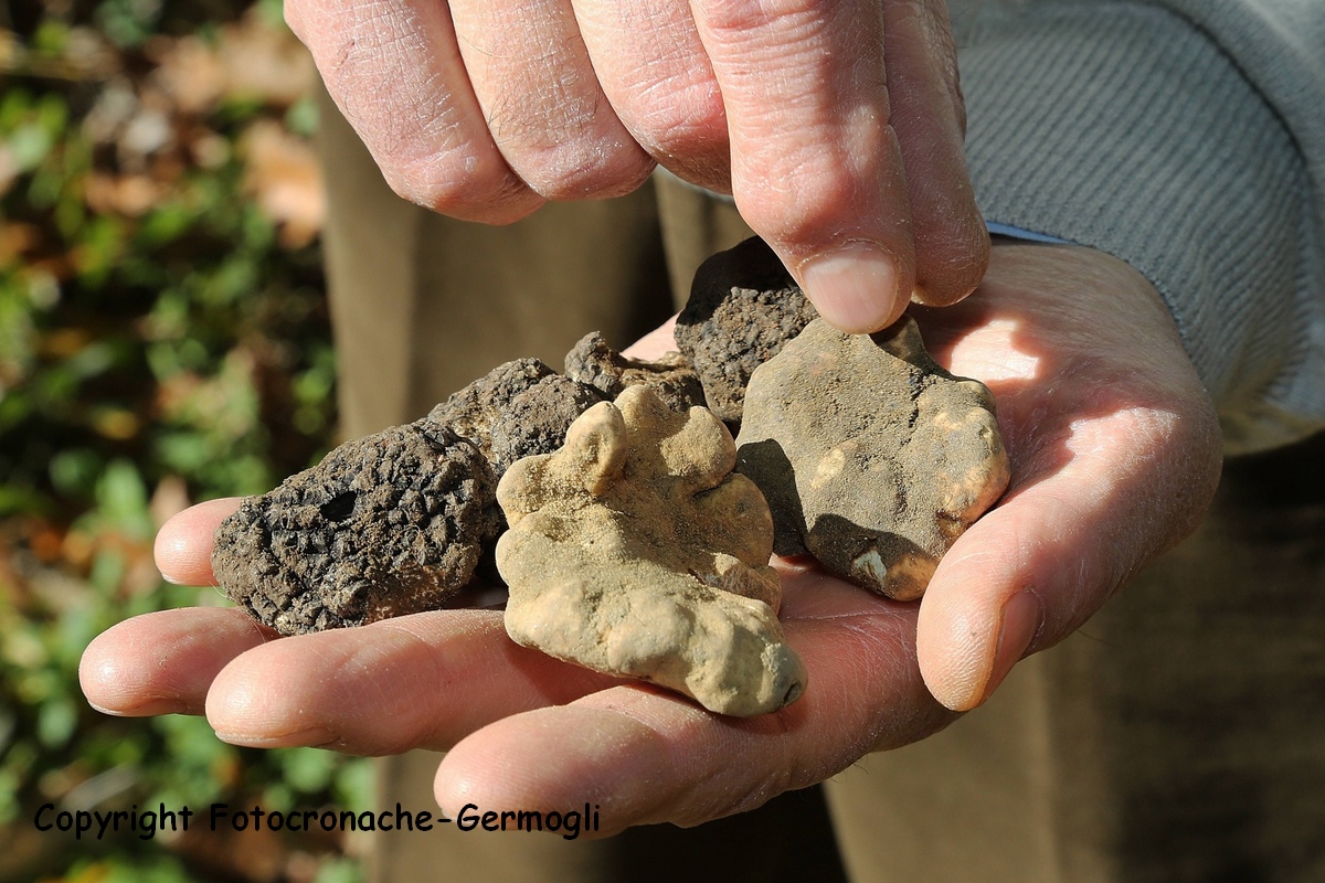 Borgo. Fine settimana dedicato al tartufo