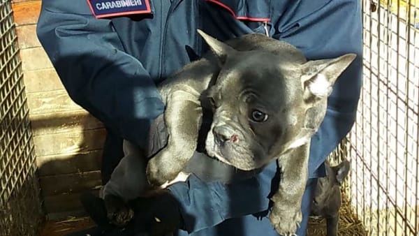 Barberino: 226 cuccioli aspettano di essere 'adottati'. Ecco come fare