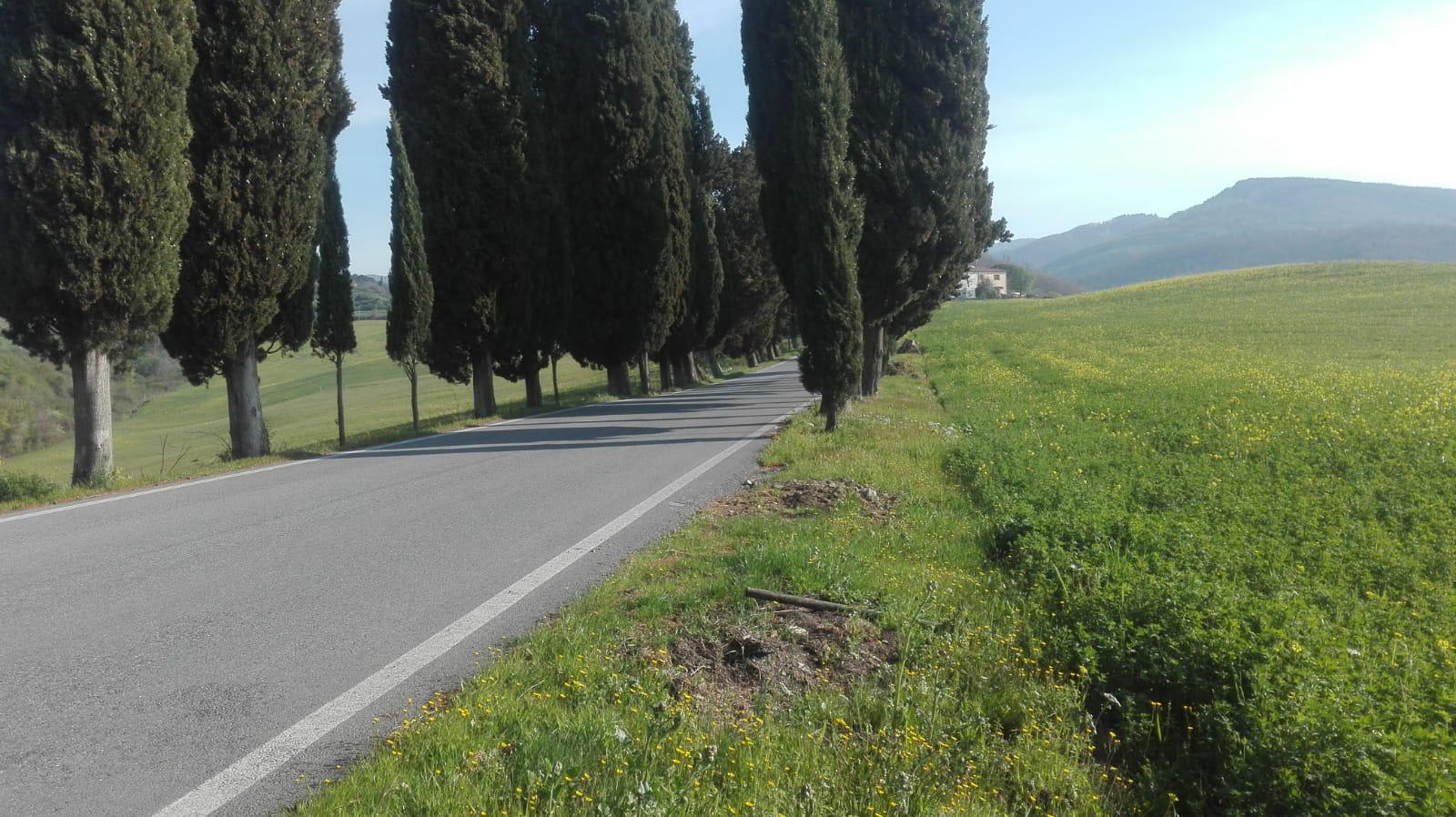 Panna. Quattro cipressi spariscono dallo storico viale