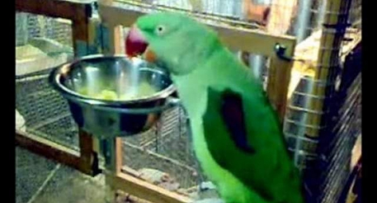 Luco, è tornato a casa il pappagallo Paco. Storia a lieto fine