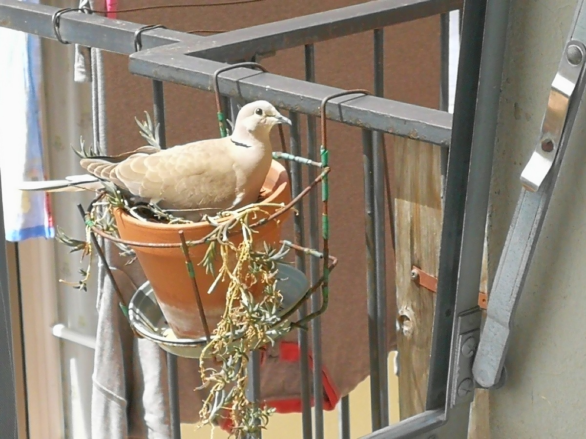 Le tortore che covano sul terrazzo. Una bella storia da Borgo