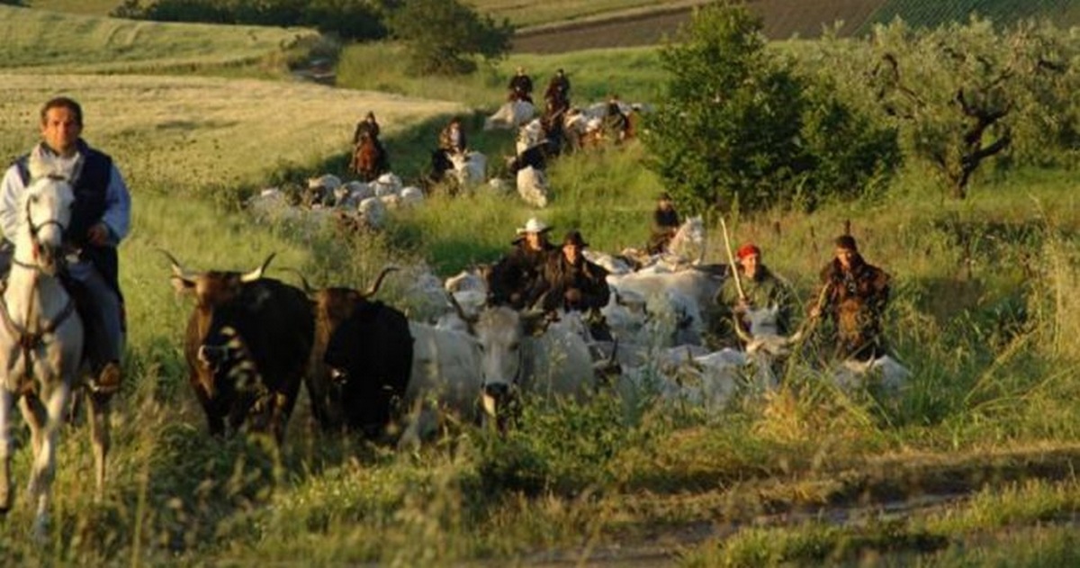 In Mugello si rinnova la transumanza, grazie agli allevatori