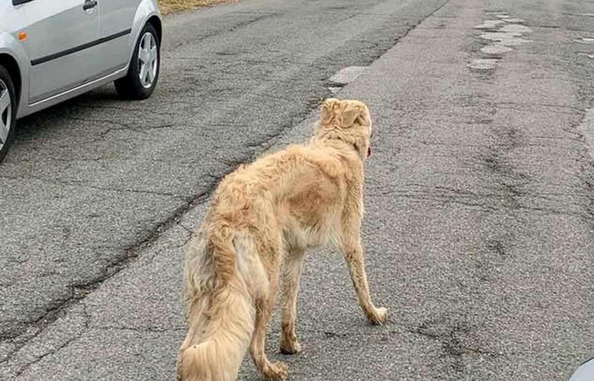 Un cane (abbandonato?) si aggira per Ronta. Appello dei cittadini