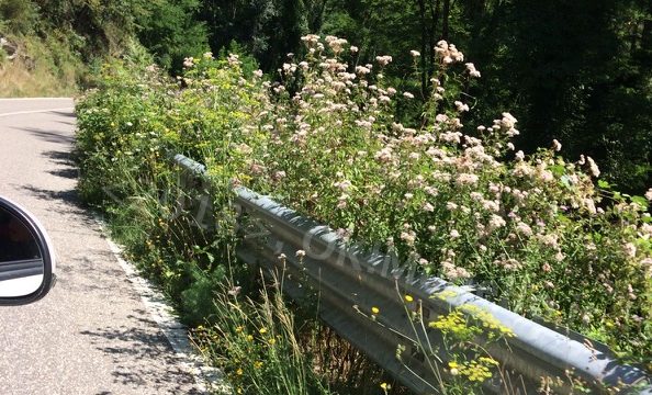 Erba alta. Bolognese pericolosa per i ciclisti (e non solo)?