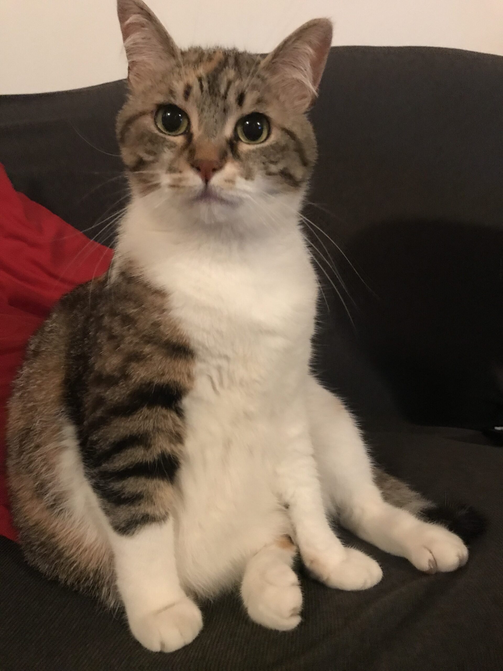 Appello per una gattina persa a San Piero. Info e foto