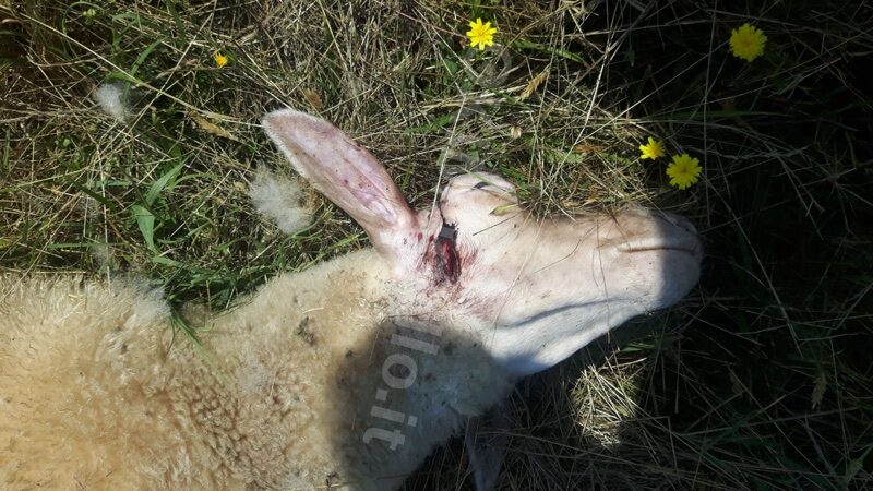 lupi-attacco1-15 Jul 2019