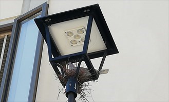 Tortore al posto delle lampade. La Foto del giorno scattata a Vicchio