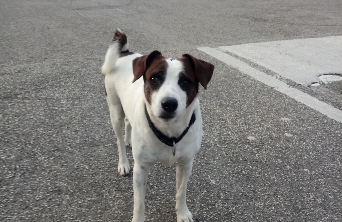 Sant’Agata. Un cane da giorni in giro per il paese. Un appello