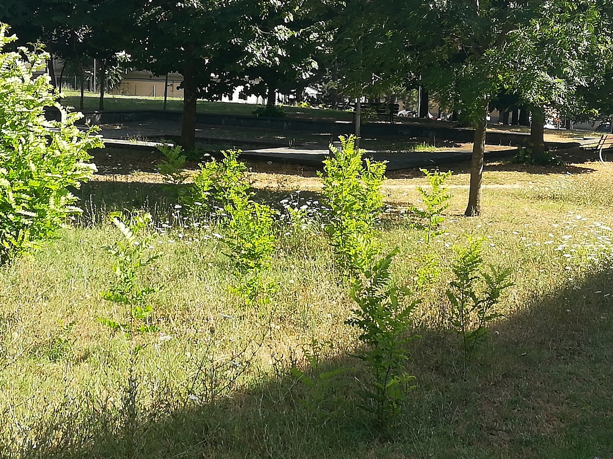 Viale 4 Novembre. Quello spazio verde che sta diventando un bosco. Una segnalazione