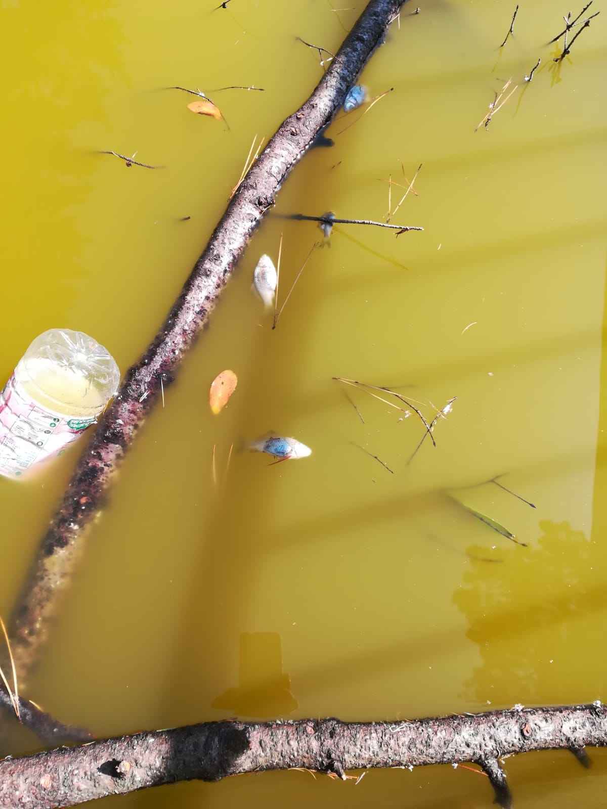 Ronta e l'acqua (verde) nella vasca dei giardini. Baggiani: 'La toglieremo'