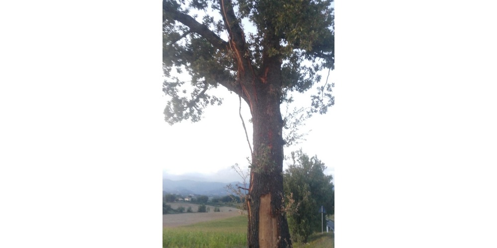 albero borgo luco