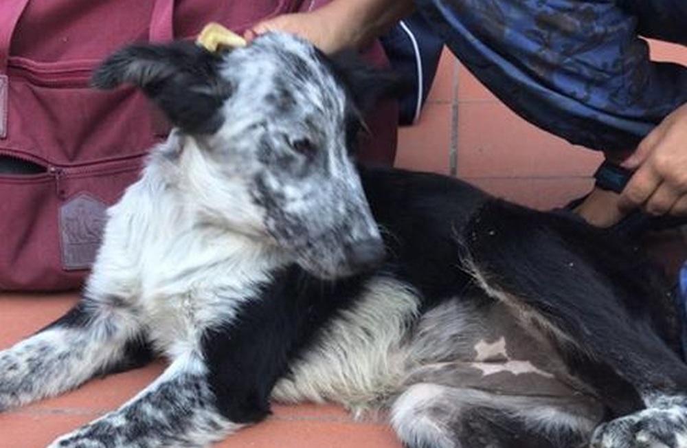 Bovecchio. Appello per un cane trovato