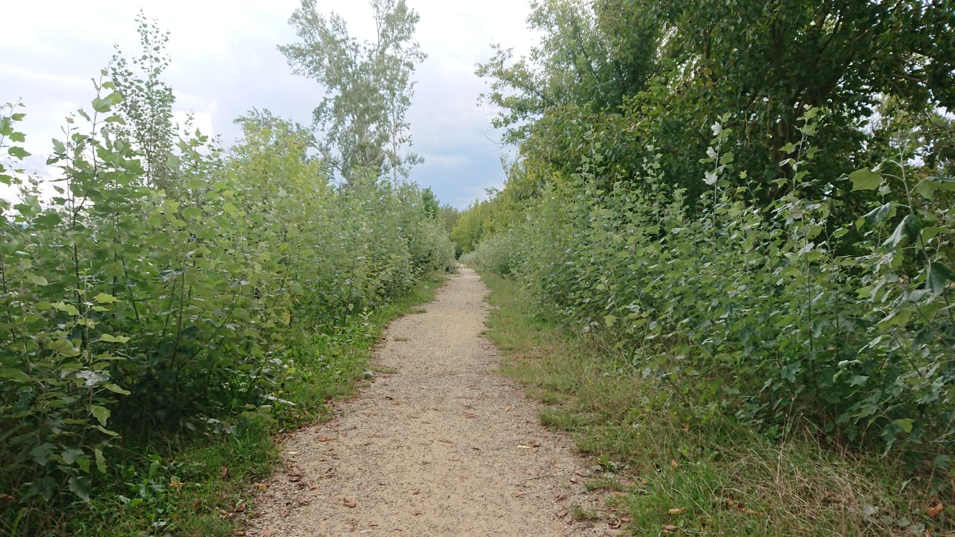 Borgo, alla ciclabile arbusti 'alti come una persona'. Foto del Giorno