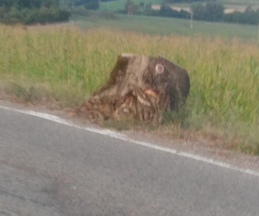 Albero pericoloso sulla Borgo Luco? Foto del Giorno e segnalazione
