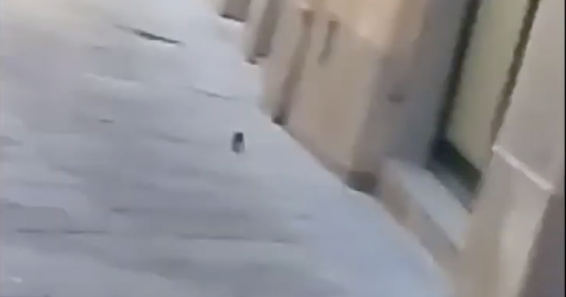 Stilton, Ratatouille? E' il topo 'delle vecchie mura' di Borgo