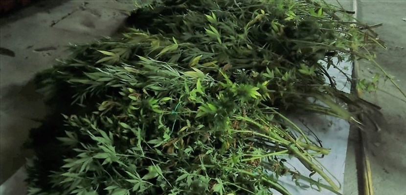 Le piante sequestrate a Scarperia