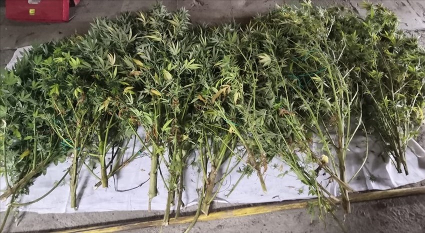 Le piante sequestrate