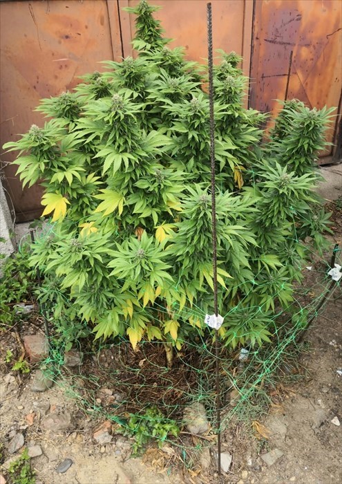 Le piante sequestrate