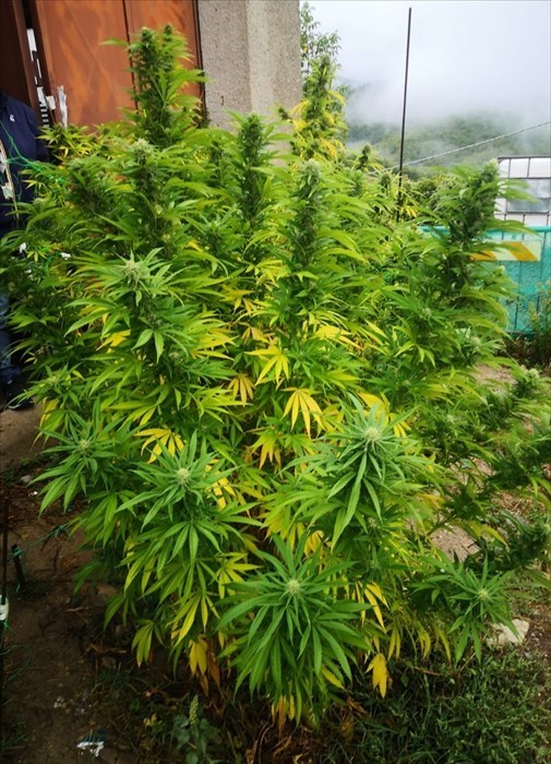 Le piante sequestrate